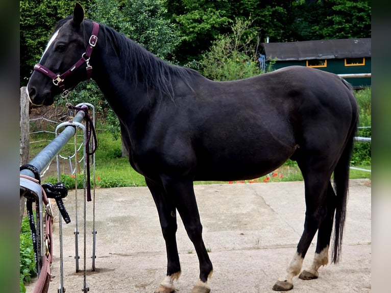 American Quarter Horse Wallach 5 Jahre 147 cm Rappe in Radebeul