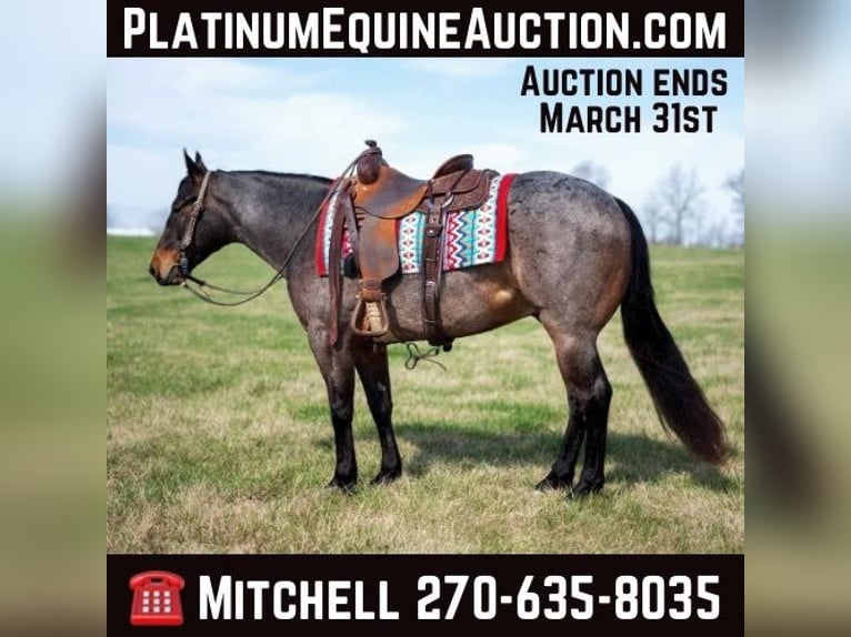 American Quarter Horse Wallach 5 Jahre 147 cm Roan-Bay in Madisonville KY