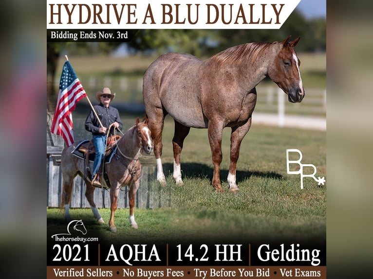American Quarter Horse Wallach 5 Jahre 147 cm Roan-Red in Mountain Grove, MO