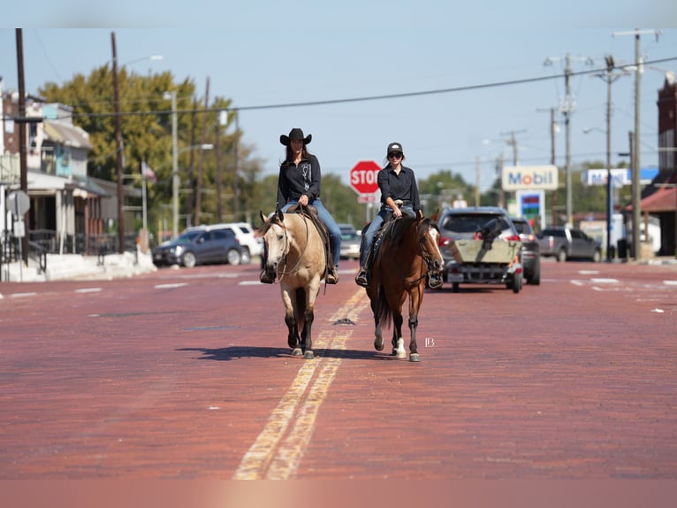 American Quarter Horse Mix Wallach 5 Jahre 147 cm Rotbrauner in Terrell American Quarter Horse Mix Wallach 5 Jahre 147 cm Rotbrauner in Terrell