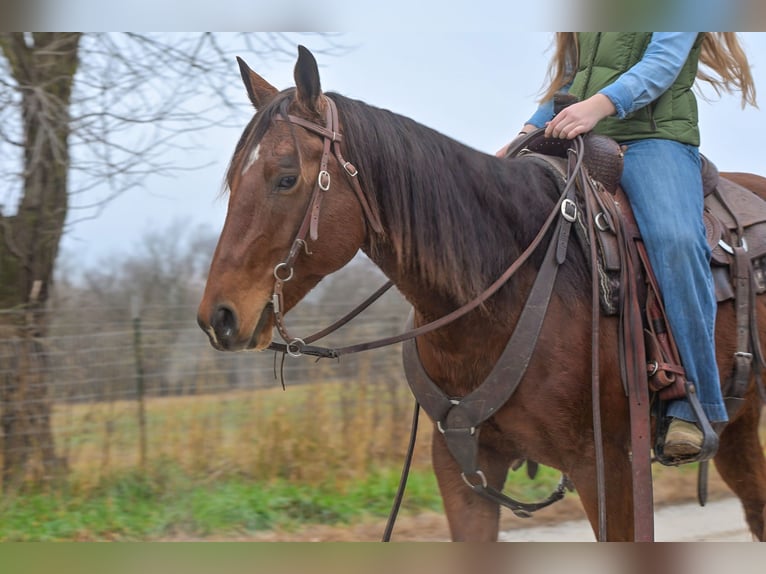 American Quarter Horse Wallach 5 Jahre 147 cm Rotbrauner in Keytesville