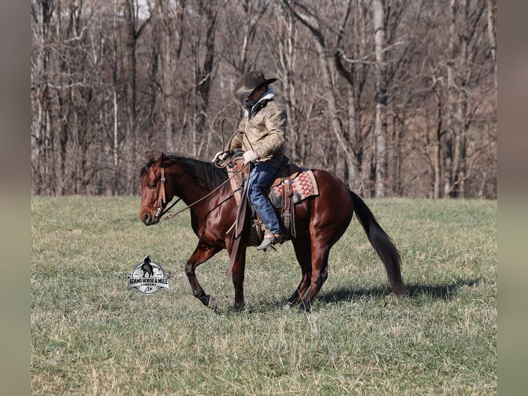 American Quarter Horse Wallach 5 Jahre 147 cm Rotbrauner in Mount Vernon