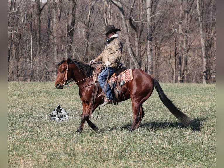 American Quarter Horse Wallach 5 Jahre 147 cm Rotbrauner in Mount Vernon