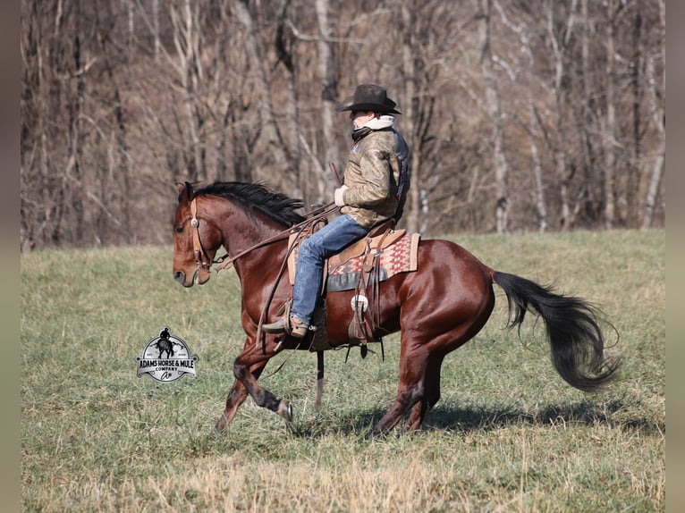 American Quarter Horse Wallach 5 Jahre 147 cm Rotbrauner in Mount Vernon