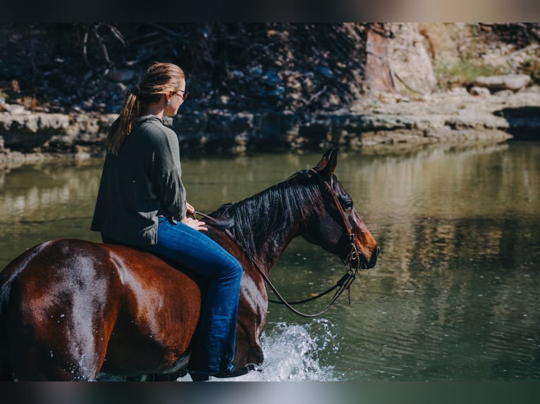 American Quarter Horse Wallach 5 Jahre 147 cm Rotbrauner in Stephenville, TX