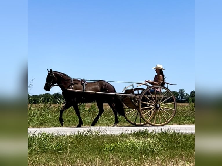 American Quarter Horse Mix Wallach 5 Jahre 147 cm Rotbrauner in Auburn, KY