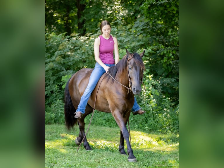 American Quarter Horse Mix Wallach 5 Jahre 147 cm Rotbrauner in Auburn, KY