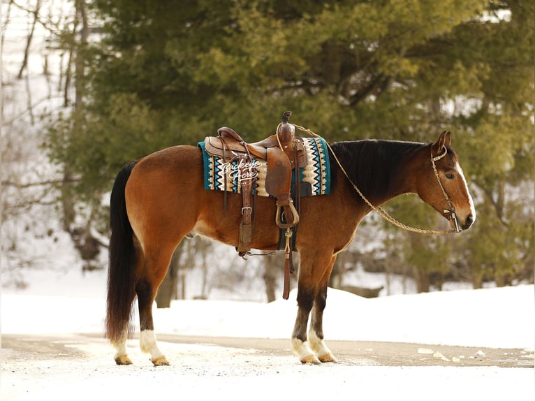 American Quarter Horse Mix Wallach 5 Jahre 147 cm Rotbrauner in Millersburg