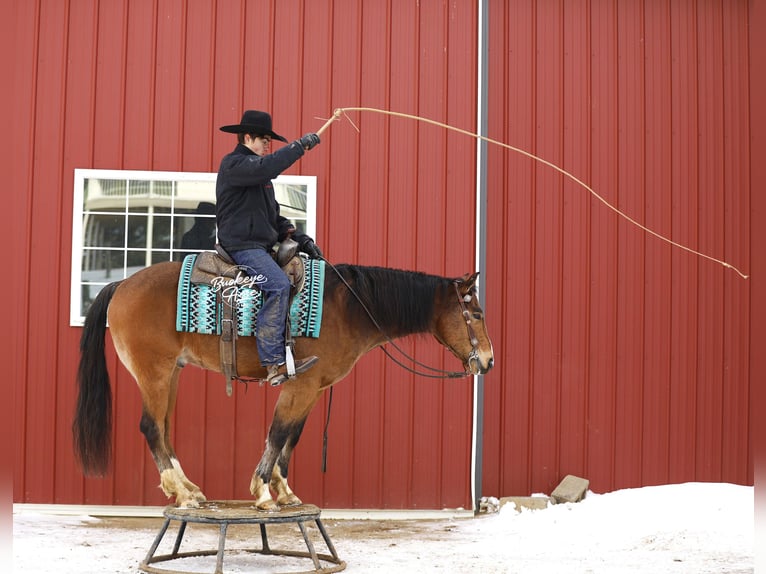 American Quarter Horse Mix Wallach 5 Jahre 147 cm Rotbrauner in Millersburg