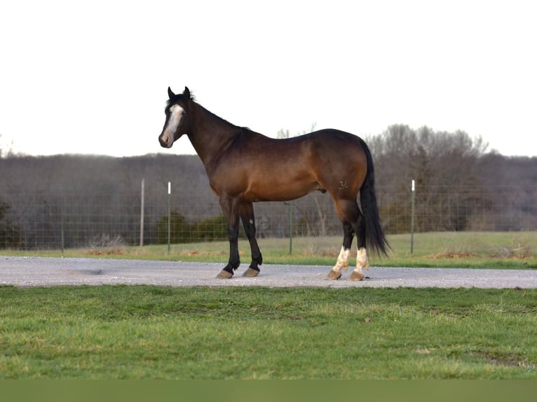 American Quarter Horse Wallach 5 Jahre 147 cm Rotbrauner in Sweet Springs MO