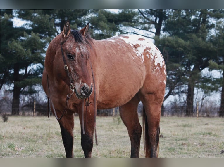 American Quarter Horse Wallach 5 Jahre 147 cm Rotfuchs in North Judson IN