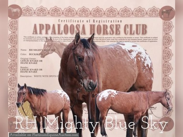 American Quarter Horse Wallach 5 Jahre 147 cm Rotfuchs in North Judson IN