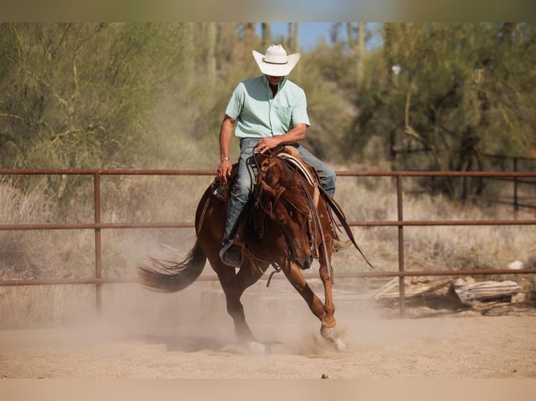 American Quarter Horse Wallach 5 Jahre 147 cm Rotfuchs in Cave Creek, AZ