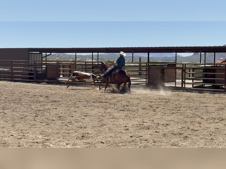 American Quarter Horse Wallach 5 Jahre 147 cm Rotfuchs in Cave Creek, AZ