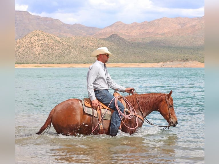 American Quarter Horse Wallach 5 Jahre 147 cm Rotfuchs in Cave Creek, AZ