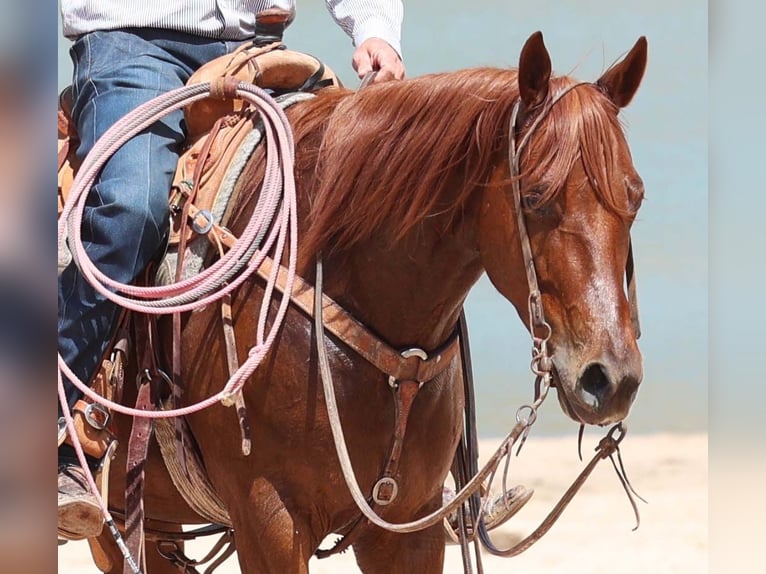American Quarter Horse Wallach 5 Jahre 147 cm Rotfuchs in Cave Creek, AZ