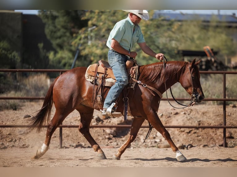 American Quarter Horse Wallach 5 Jahre 147 cm Rotfuchs in Cave Creek, AZ
