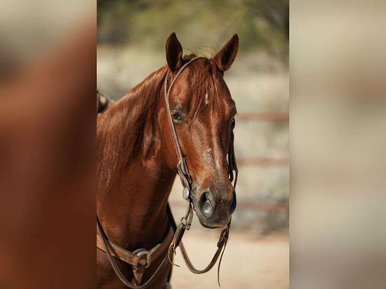 American Quarter Horse Wallach 5 Jahre 147 cm Rotfuchs in Cave Creek, AZ