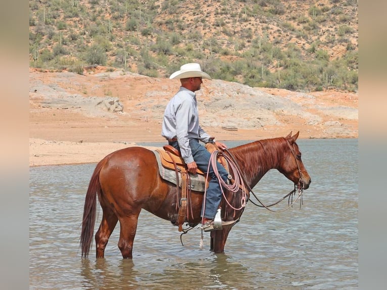 American Quarter Horse Wallach 5 Jahre 147 cm Rotfuchs in Cave Creek, AZ