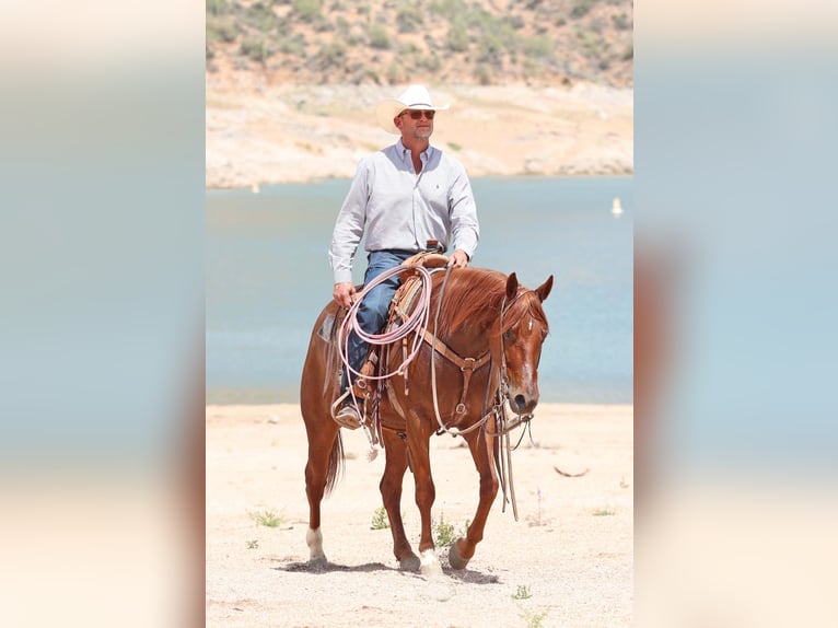 American Quarter Horse Wallach 5 Jahre 147 cm Rotfuchs in Cave Creek, AZ