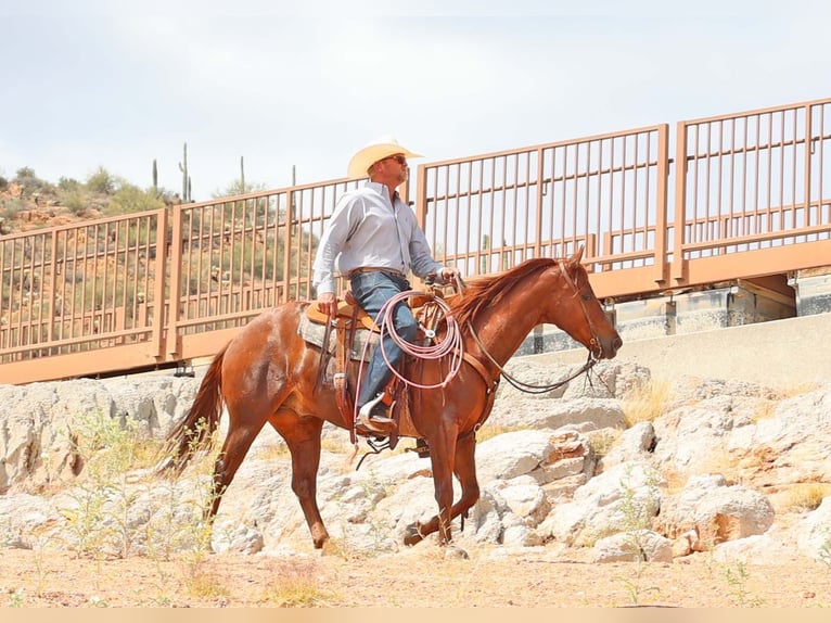 American Quarter Horse Wallach 5 Jahre 147 cm Rotfuchs in Cave Creek, AZ
