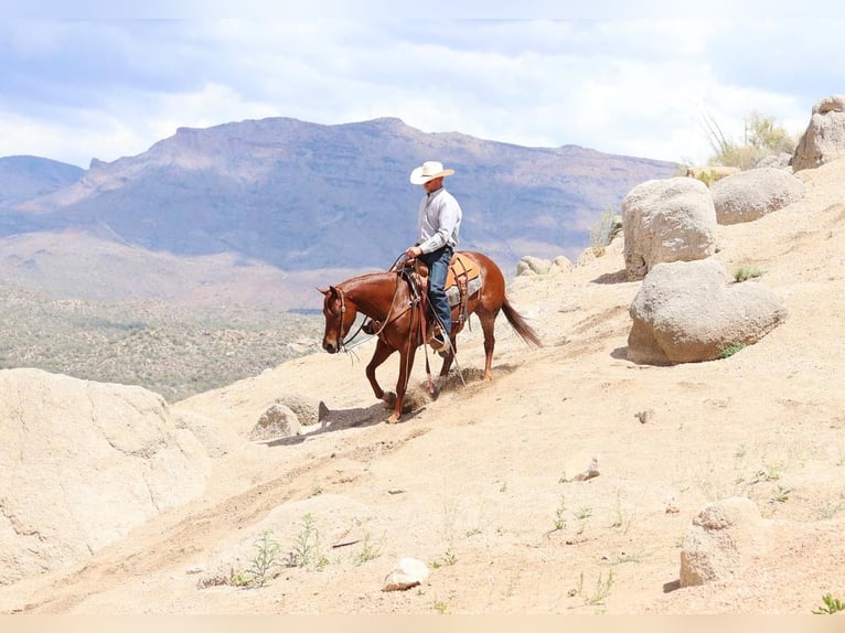 American Quarter Horse Wallach 5 Jahre 147 cm Rotfuchs in Cave Creek, AZ