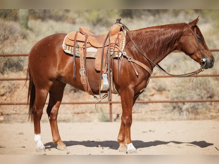 American Quarter Horse Wallach 5 Jahre 147 cm Rotfuchs in Cave Creek, AZ