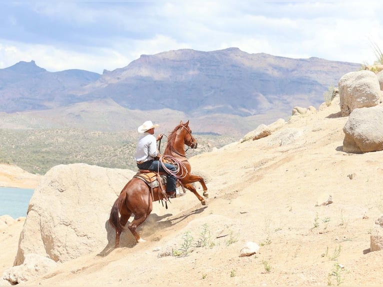 American Quarter Horse Wallach 5 Jahre 147 cm Rotfuchs in Cave Creek, AZ