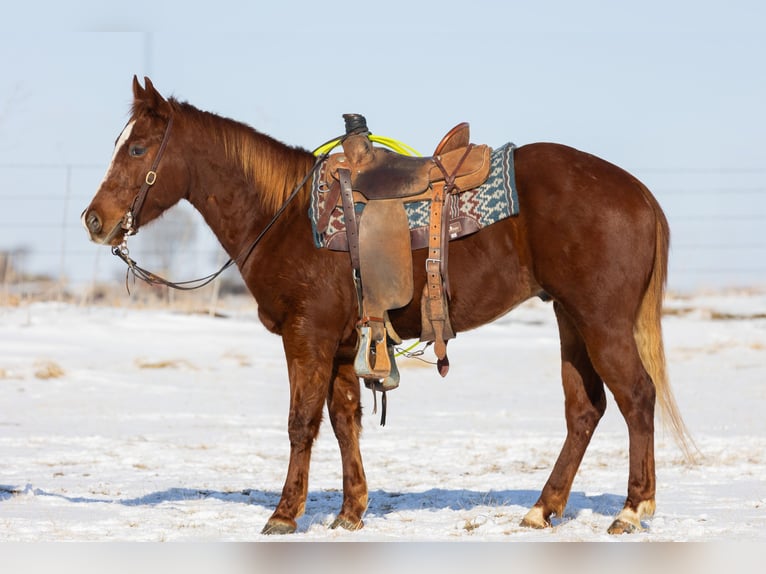 American Quarter Horse Wallach 5 Jahre 147 cm Rotfuchs in Decorah