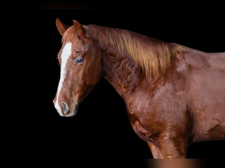 American Quarter Horse Wallach 5 Jahre 147 cm Rotfuchs in Decorah