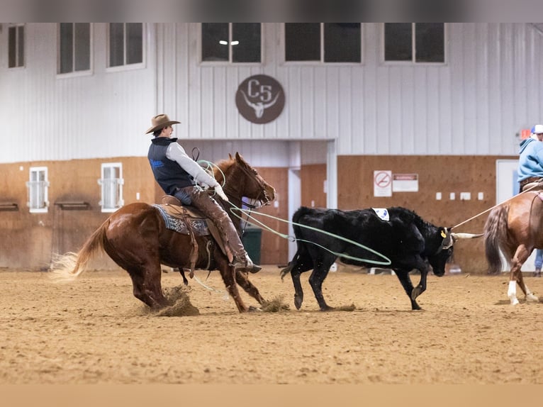 American Quarter Horse Wallach 5 Jahre 147 cm Rotfuchs in Decorah