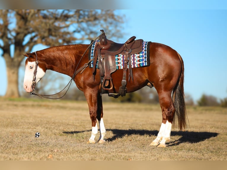 American Quarter Horse Wallach 5 Jahre 147 cm Rotfuchs in Whitesboro