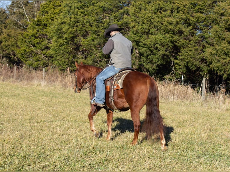 American Quarter Horse Wallach 5 Jahre 147 cm Rotfuchs in Greensburg KY