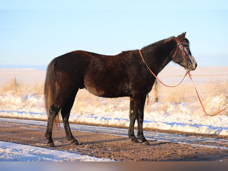 American Quarter Horse Wallach 5 Jahre 147 cm Schimmel in Nunn CO