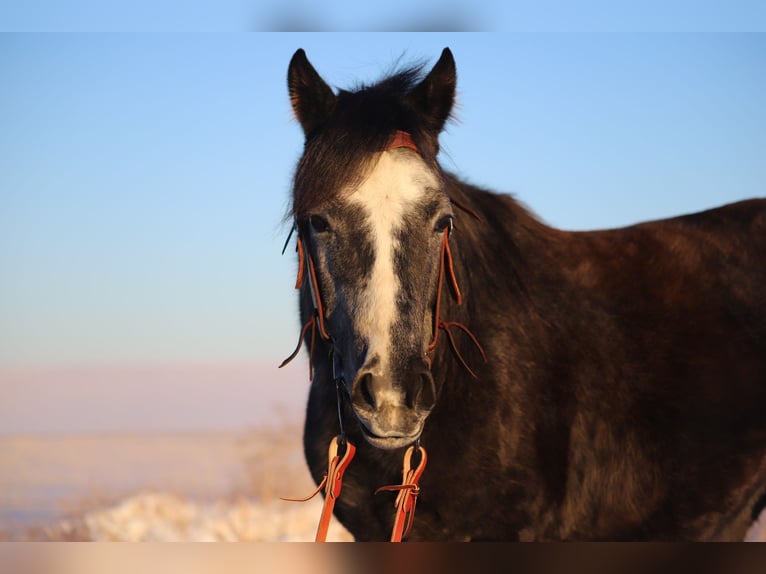 American Quarter Horse Wallach 5 Jahre 147 cm Schimmel in Nunn CO