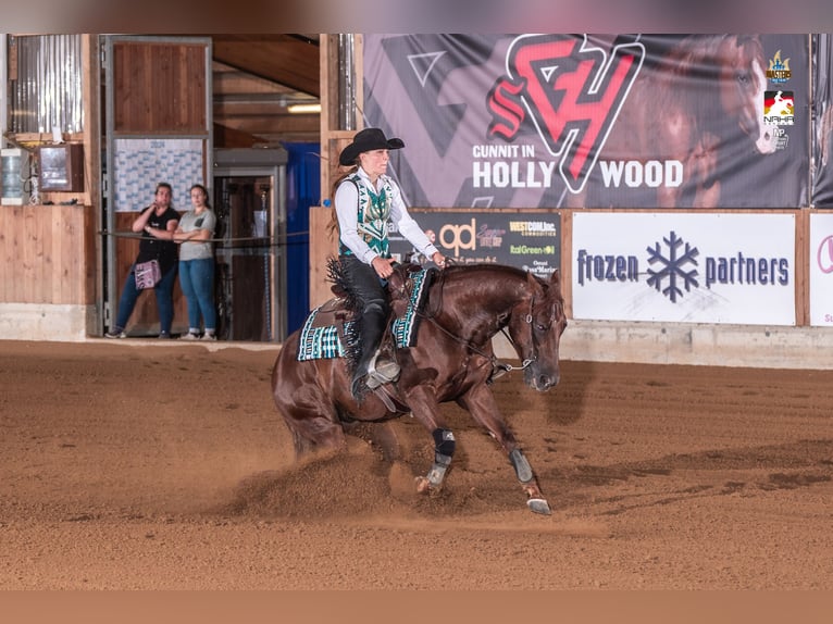 American Quarter Horse Wallach 5 Jahre 148 cm Dunkelfuchs in Tannheim