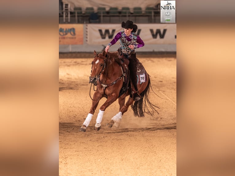 American Quarter Horse Wallach 5 Jahre 148 cm Fuchs in Steyerberg Deblinghausen