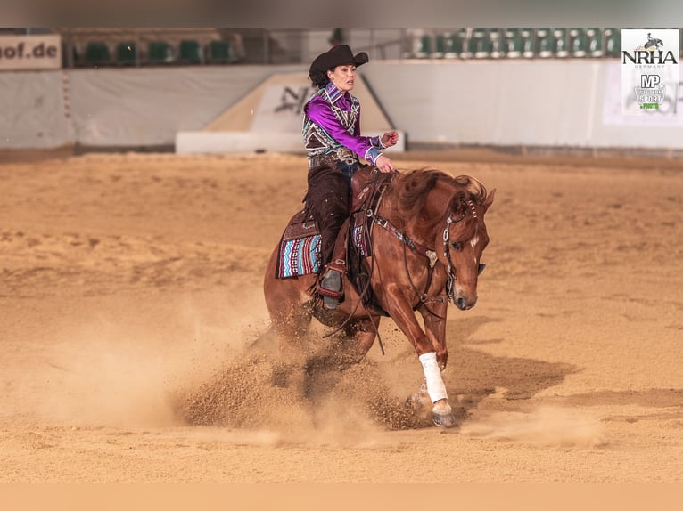 American Quarter Horse Wallach 5 Jahre 148 cm Fuchs in Steyerberg Deblinghausen