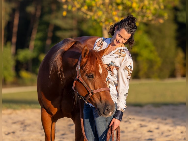 American Quarter Horse Wallach 5 Jahre 148 cm Fuchs in Steyerberg Deblinghausen