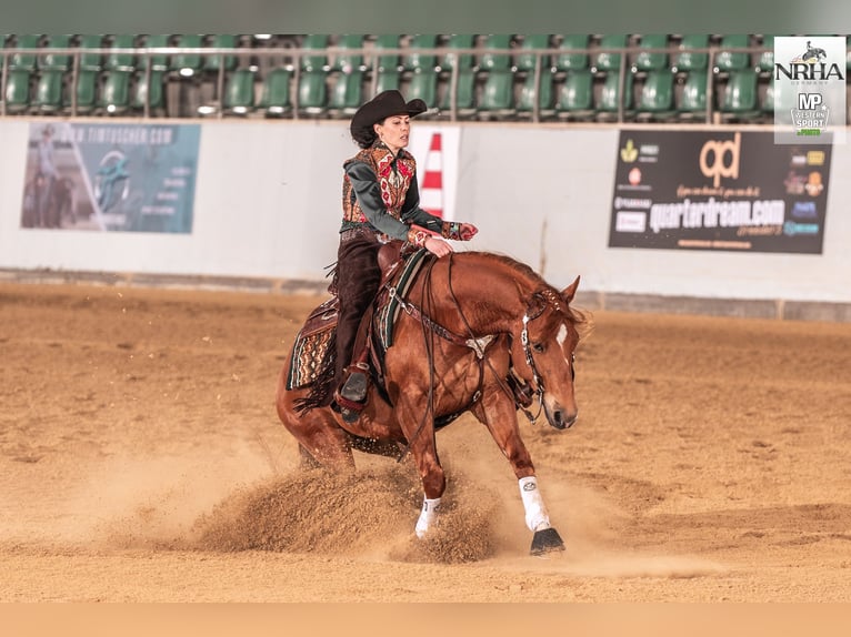 American Quarter Horse Wallach 5 Jahre 148 cm Fuchs in Steyerberg Deblinghausen