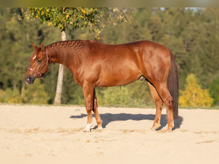American Quarter Horse Wallach 5 Jahre 148 cm Fuchs in Steyerberg Deblinghausen
