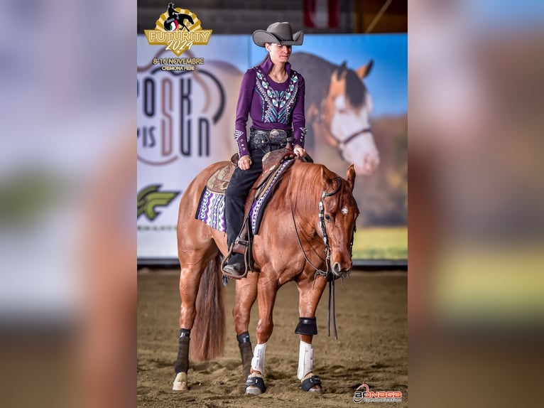 American Quarter Horse Wallach 5 Jahre 148 cm Red Dun in Deutschnofen