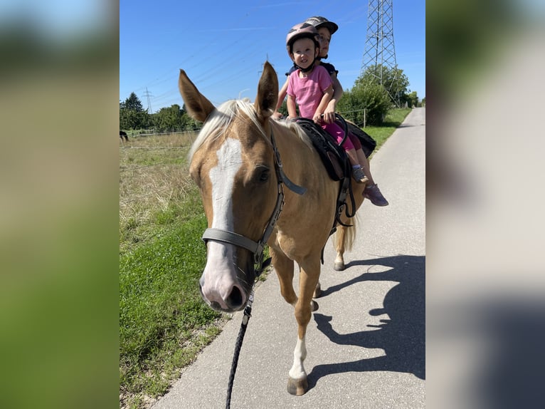 American Quarter Horse Wallach 5 Jahre 149 cm Palomino in Ludwigsburg-Oßweil