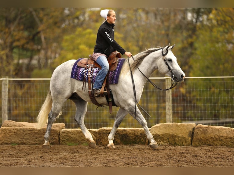 American Quarter Horse Wallach 5 Jahre 150 cm Apfelschimmel in Millersburg