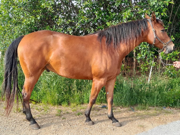 American Quarter Horse Wallach 5 Jahre 150 cm Brauner in Waldkirchen