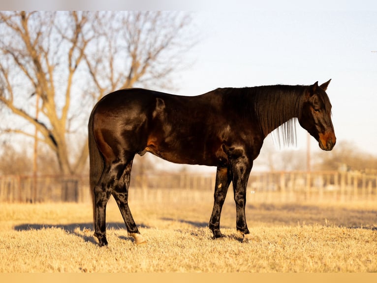 American Quarter Horse Wallach 5 Jahre 150 cm Brauner in Crescent, OK
