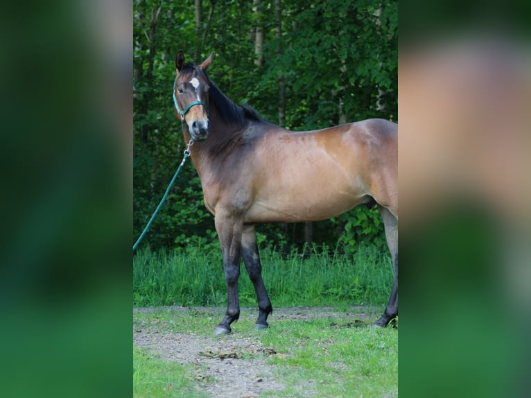 American Quarter Horse Wallach 5 Jahre 150 cm Brauner in Oberlangen