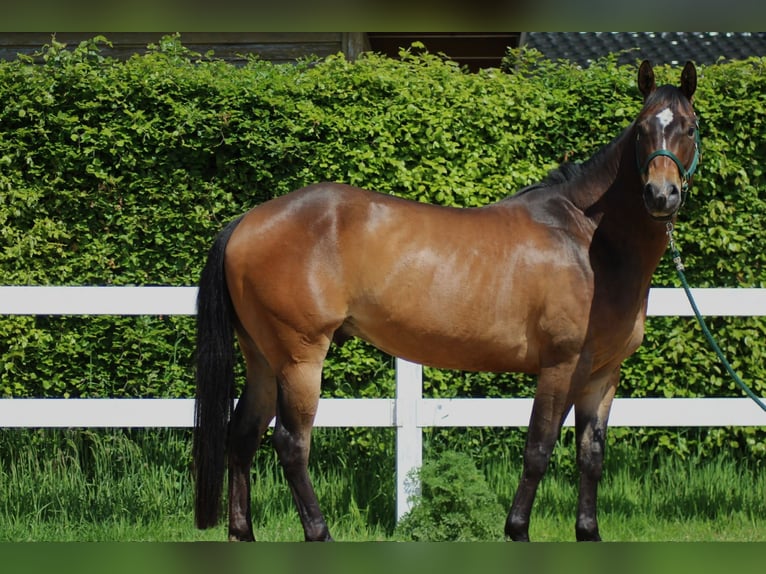 American Quarter Horse Wallach 5 Jahre 150 cm Brauner in Oberlangen