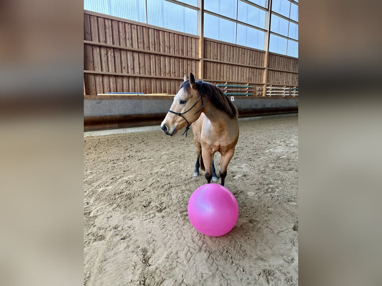 American Quarter Horse Wallach 5 Jahre 150 cm Buckskin in Gerstetten