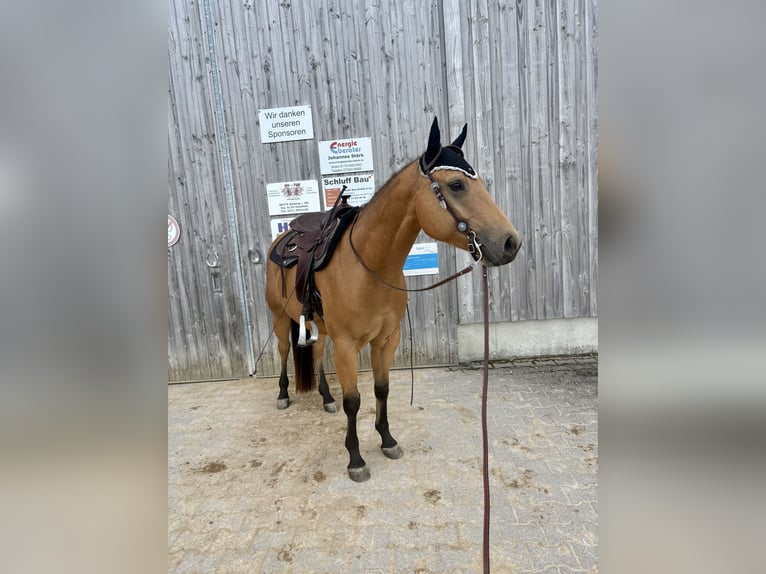 American Quarter Horse Wallach 5 Jahre 150 cm Buckskin in Gerstetten